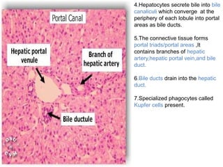 4.Hepatocytes secrete bile into bile
canaliculi which converge at the
periphery of each lobule into portal
areas as bile ducts.
5.The connective tissue forms
portal triads/portal areas ,It
contains branches of hepatic
artery,hepatic portal vein,and bile
duct.
6.Bile ducts drain into the hepatic
duct.
7.Specialized phagocytes called
Kupfer cells present.
 