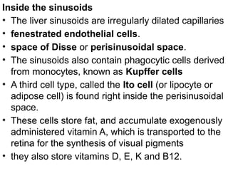 Inside the sinusoids
• The liver sinusoids are irregularly dilated capillaries
• fenestrated endothelial cells.
• space of Disse or perisinusoidal space.
• The sinusoids also contain phagocytic cells derived
from monocytes, known as Kupffer cells
• A third cell type, called the Ito cell (or lipocyte or
adipose cell) is found right inside the perisinusoidal
space.
• These cells store fat, and accumulate exogenously
administered vitamin A, which is transported to the
retina for the synthesis of visual pigments
• they also store vitamins D, E, K and B12.
 