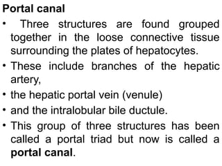 Portal canal
• Three structures are found grouped
together in the loose connective tissue
surrounding the plates of hepatocytes.
• These include branches of the hepatic
artery,
• the hepatic portal vein (venule)
• and the intralobular bile ductule.
• This group of three structures has been
called a portal triad but now is called a
portal canal.
 