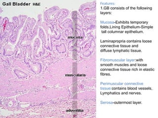 Features:
1.GB consists of the following
layers:
Mucosa-Exhibits temporary
folds,Lining Epithelium-Simple
tall columnar epithelium.
Laminapropria contains loose
connective tissue and
diffuse lymphatic tissue.
Fibromuscular layer:with
smooth muscles and loose
connective tissue rich in elastic
fibres.
Perimuscular connective
tissue:contains blood vessels,
Lymphatics and nerves.
Serosa-outermost layer.
 