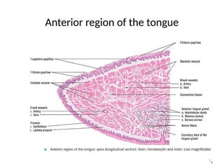 7
Anterior region of the tongue
7
 