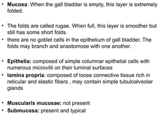 • Mucosa: When the gall bladder is empty, this layer is extremely
folded.
• The folds are called rugae. When full, this layer is smoother but
still has some short folds.
• there are no goblet cells in the epithelium of gall bladder. The
folds may branch and anastomose with one another.
• Epithelia: composed of simple columnar epithelial cells with
numerous microvilli on their luminal surfaces
• lamina propria: composed of loose connective tissue rich in
reticular and elastic fibers , may contain simple tubuloalveolar
glands
• Muscularis mucosae: not present
• Submucosa: present and typical
 