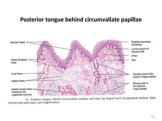 9
Posterior tongue behind circumvallate papillae
9
 