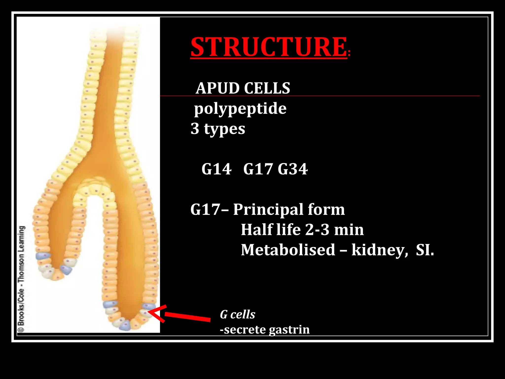 G cells
-secrete gastrin
STRUCTURE:
APUD CELLS
polypeptide
3 types
G14 G17 G34
G17– Principal form
Half life 2-3 min
Metabolised – kidney, SI.
 