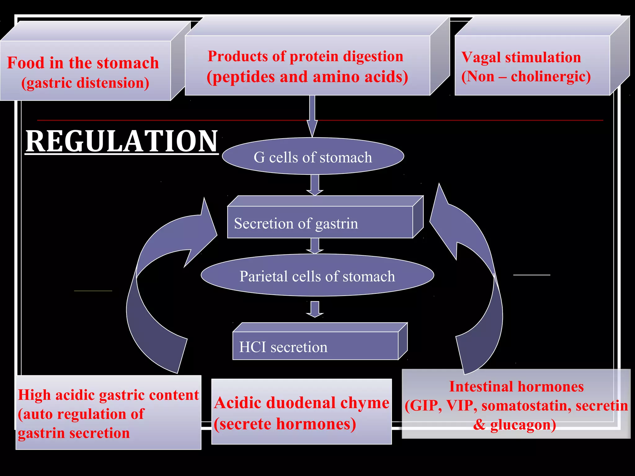 Food in the stomach
(gastric distension)
Products of protein digestion
(peptides and amino acids)
Vagal stimulation
(Non – cholinergic)
G cells of stomach
Secretion of gastrin
Parietal cells of stomach
HCI secretion
High acidic gastric content
(auto regulation of
gastrin secretion
Acidic duodenal chyme
(secrete hormones)
Intestinal hormones
(GIP, VIP, somatostatin, secretin
& glucagon)
REGULATION
 