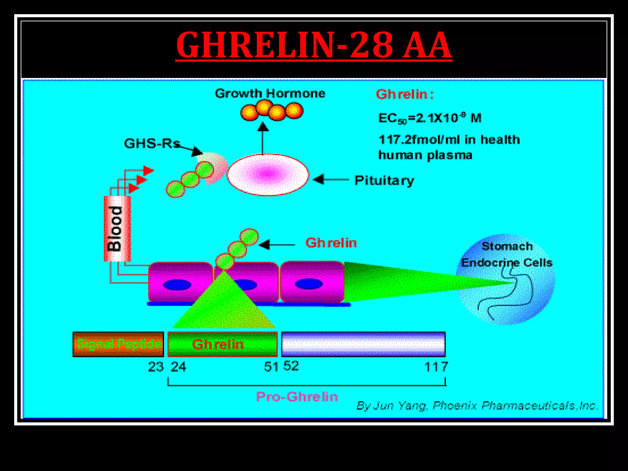GHRELIN-28 AA
 