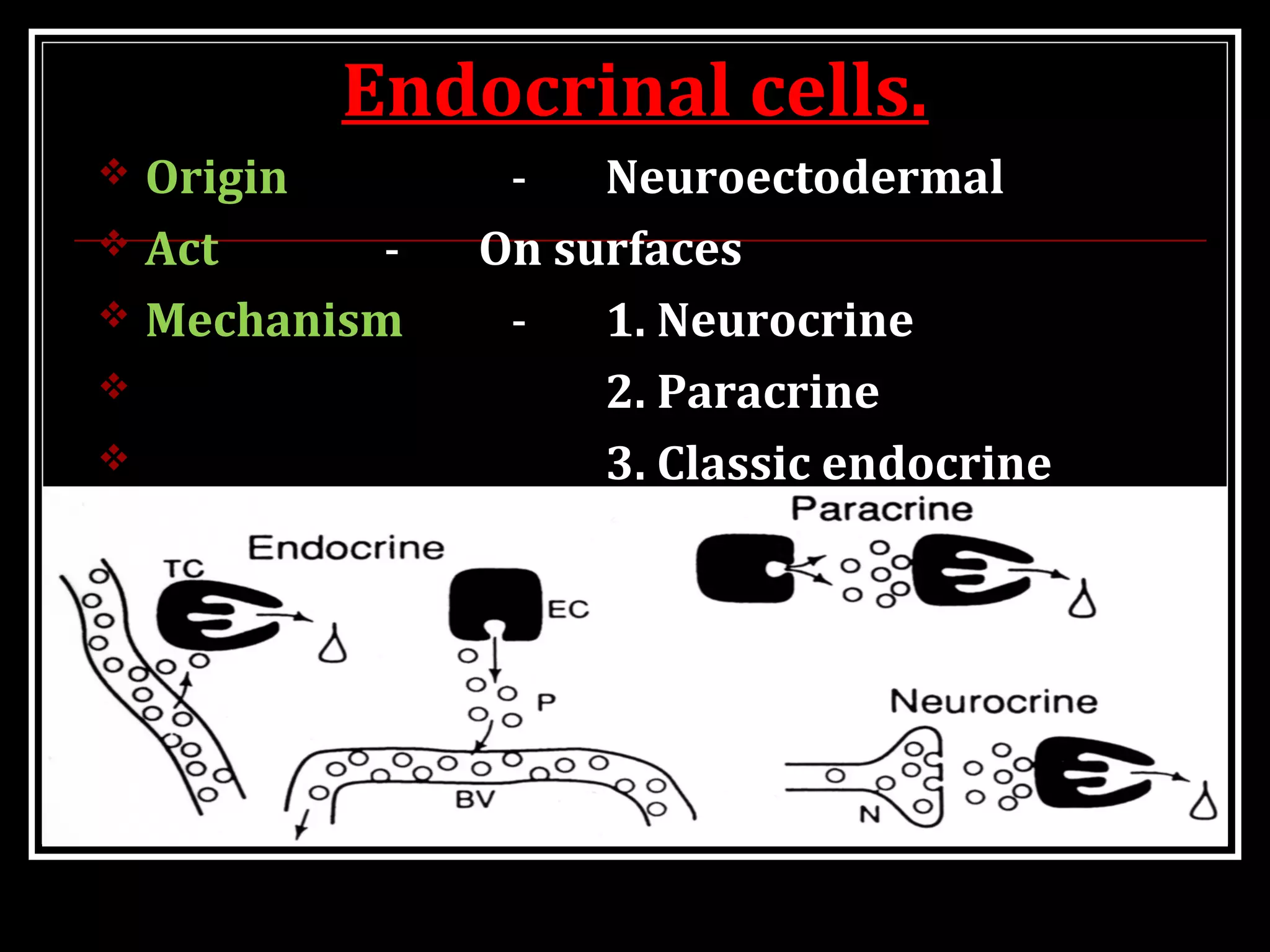 Endocrinal cells.Endocrinal cells.
 Origin - Neuroectodermal
 Act - On surfaces
 Mechanism - 1. Neurocrine
 2. Paracrine
 3. Classic endocrine
 