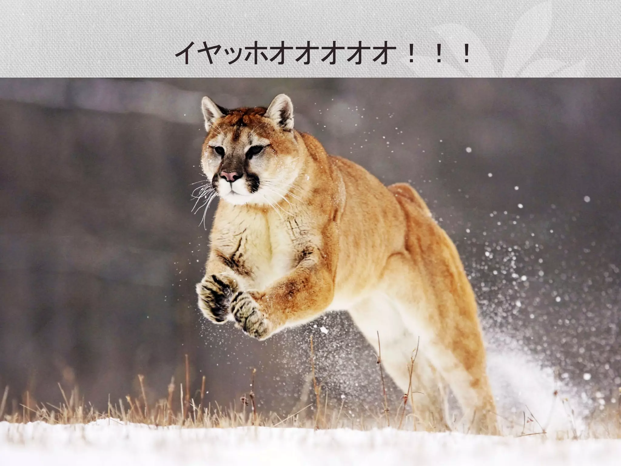 イヤッホオオオオオ！！！	
  

 