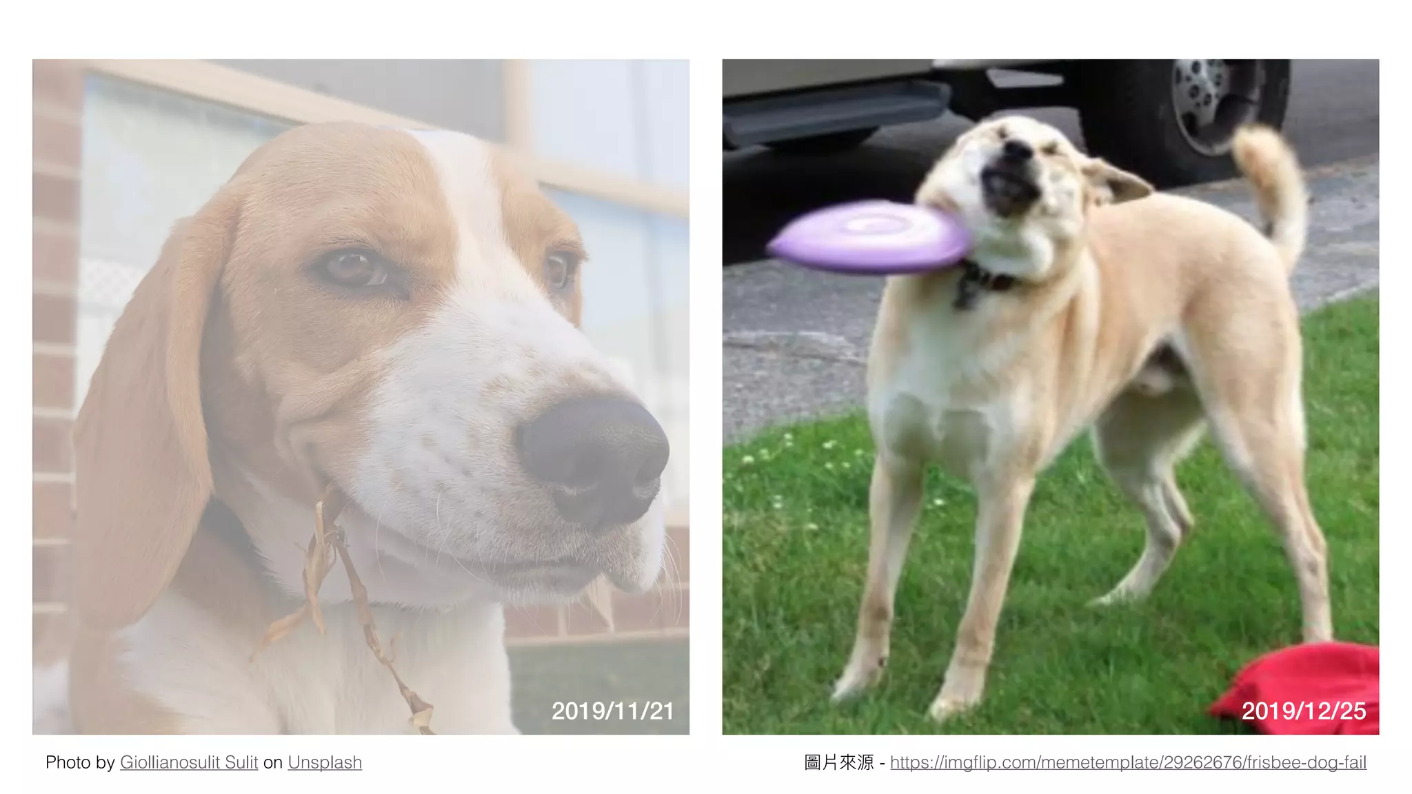 Photo by Giollianosulit Sulit on Unsplash
2019/11/21 2019/12/25
圖片來來源 - https://imgﬂip.com/memetemplate/29262676/frisbee-dog-fail
 