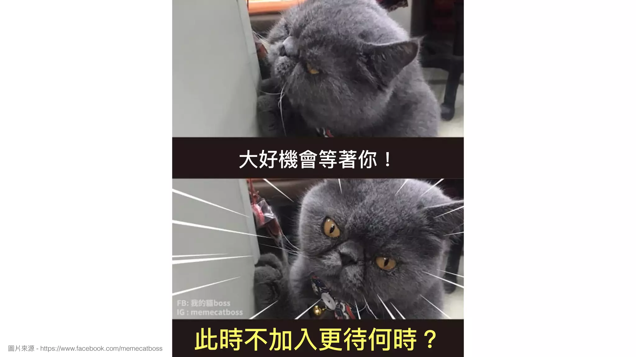 ⼤大好機會等著你！
此時不加入更更待何時？圖片來來源 - https://www.facebook.com/memecatboss
 