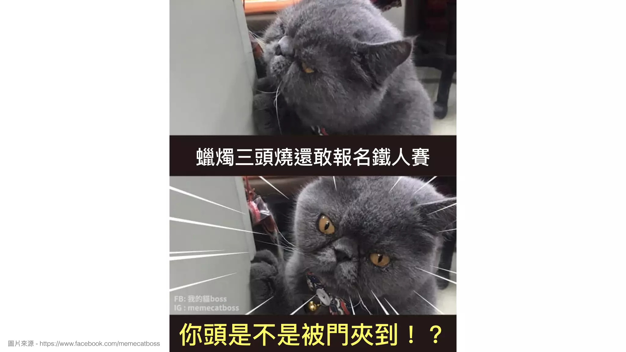 蠟燭三頭燒還敢報名鐵⼈人賽
你頭是不是被⾨門夾到！？圖片來來源 - https://www.facebook.com/memecatboss
 