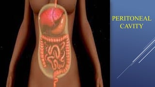 Comprehensive Overview of the Gastrointestinal System: Appendix ...