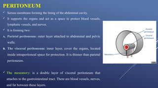 Comprehensive Overview of the Gastrointestinal System: Appendix ...