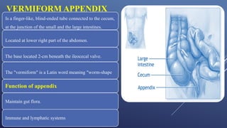 Comprehensive Overview of the Gastrointestinal System: Appendix ...