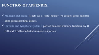 Comprehensive Overview of the Gastrointestinal System: Appendix ...