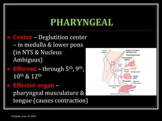 PHARYNGEAL
 Center – Deglutition center
– in medulla & lower pons
(in NTS & Nucleus
Ambiguus)
 Efferent – through 5th, 9th,
10th & 12th
 Effector organ –
pharyngeal musculature &
tongue (causes contraction)
Thursday, June 18, 2020
 