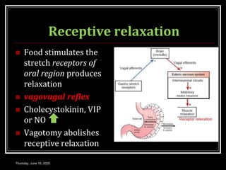 Receptive relaxation
 Food stimulates the
stretch receptors of
oral region produces
relaxation
 vagovagal reflex
 Cholecystokinin, VIP
or NO
 Vagotomy abolishes
receptive relaxation
Thursday, June 18, 2020
 