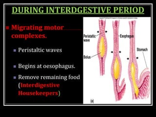 DURING INTERDGESTIVE PERIOD
 Migrating motor
complexes.
 Peristaltic waves
 Begins at oesophagus.
 Remove remaining food
(Interdigestive
Housekeepers)
 