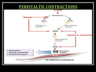 PERISTALTIC CONTRACTIONS
 