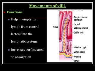 Movements of villi.
 Functions
 Help in emptying
lymph from central
lacteal into the
lymphatic system.
 Increases surface area
so absorption
 