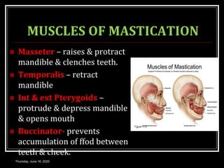 MUSCLES OF MASTICATION
 Masseter – raises & protract
mandible & clenches teeth.
 Temporalis – retract
mandible
 Int & ext Pterygoids –
protrude & depress mandible
& opens mouth
 Buccinator- prevents
accumulation of ffod between
teeth & cheek.
Thursday, June 18, 2020
 