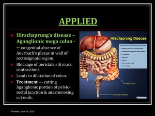 APPLIED
 Hirschsprung’s disease –
Aganglionic mega colon -
-- congenital absence of
Auerbach’s plexus in wall of
rectosigmoid region.
 Blockage of peristalsis & mass
contractions
 Leads to dilatation of colon.
 Treatment --- cutting
Aganglionic portion of pelvic-
rectal junction & anastomosing
cut ends.
Thursday, June 18, 2020
 