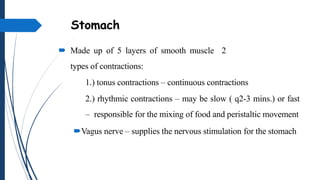 Stomach
 Made up of 5 layers of smooth muscle 2
types of contractions:
1.) tonus contractions – continuous contractions
2.) rhythmic contractions – may be slow ( q2-3 mins.) or fast
– responsible for the mixing of food and peristaltic movement
Vagus nerve – supplies the nervous stimulation for the stomach
 