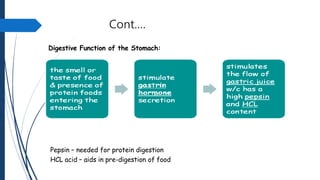 Cont.…
Digestive Function of the Stomach:
Pepsin – needed for protein digestion
HCL acid – aids in pre-digestion of food
 