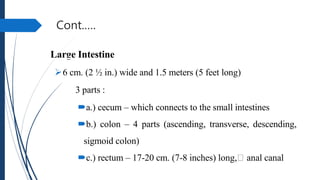 Cont.….
Large Intestine
6 cm. (2 ½ in.) wide and 1.5 meters (5 feet long)
3 parts :
a.) cecum – which connects to the small intestines
b.) colon – 4 parts (ascending, transverse, descending,
sigmoid colon)
c.) rectum – 17-20 cm. (7-8 inches) long, anal canal
 