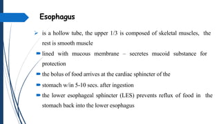 Esophagus
 is a hollow tube, the upper 1/3 is composed of skeletal muscles, the
rest is smooth muscle
lined with mucous membrane – secretes mucoid substance for
protection
the bolus of food arrives at the cardiac sphincter of the
stomach w/in 5-10 secs. after ingestion
the lower esophageal sphincter (LES) prevents reflux of food in the
stomach back into the lower esophagus
 