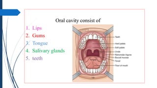 Oral cavity consist of
1. Lips
2. Gums
3. Tongue
4. Salivary glands
5. teeth
 