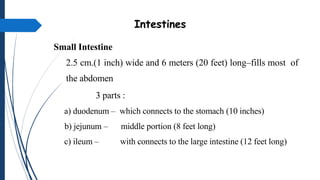 Intestines
Small Intestine
2.5 cm.(1 inch) wide and 6 meters (20 feet) long–fills most of
the abdomen
3 parts :
a) duodenu...