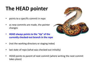 The HEAD pointer
• points to a specific commit in repo
• as new commits are made, the pointer
changes
• HEAD always points to the “tip” of the
currently checked-out branch in the repo
• (not the working directory or staging index)
• last state of repo (what was checked out initially)
• HEAD points to parent of next commit (where writing the next commit
takes place)
 
