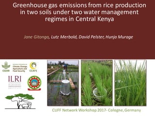Greenhouse	gas	emissions	from	rice	production	
in	two	soils	under	two	water	management	
regimes	in	Central	Kenya
Jane	Gitonga,	Lutz	Merbold,	David	Pelster,	Hunja Murage
CLIFF	Network	Workshop	2017- Cologne,	Germany
 