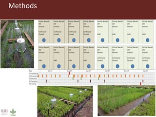 Gitonga, Jane - Climate Food and Farming CLIFF Network annual workshop November 2017