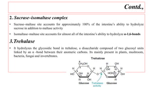 Contd.,
2. Sucrase–isomaltase complex
• Sucrase–maltase site accounts for approximately 100% of the intestine’s ability to hydrolyze
sucrose in addition to maltase activity
• Isomaltase–maltase site accounts for almost all of the intestine’s ability to hydrolyze α-1,6-bonds
3.Trehalase
• It hydrolyzes the glycosidic bond in trehalose, a disaccharide composed of two glucosyl units
linked by an α -bond between their anomeric carbons. Its mainly present in plants, mushroom,
bacteria, fungai and invertebrates.
 