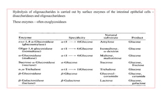 Hydrolysis of oligosaccharides is carried out by surface enzymes of the intestinal epithelial cells –
disaccharidases and oligosaccharidases
These enzymes – often exoglycosidases
 