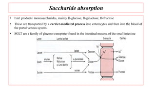 Saccharide absorption
• End products: monosaccharides, mainly D-glucose, D-galactose, D-fructose
• These are transported by a carrier-mediated process into enterocytes and then into the blood of
the portal venous system.
• SGLT are a family of glucose transporter found in the intestinal mucosa of the small intestine
 