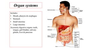 Organ systems
Includes:
• Mouth, pharynx & esophagus
• Stomach
• Small intestine
• Large intestine
Accessory digestive organs: teeth,
tongue, gall bladder, salivary
glands, liver & pancreas
 