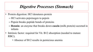Digestive Processes (Stomach)
• Protein digestion: HCl denatures protein
– HCl activates pepsinogen to pepsin
– Pepsin breaks peptide bonds of proteins
– Rennin: an enzyme that breaks down casein (milk protein) secreted in
infants
• Intrinsic factor: required for Vit. B12 absorption (needed to mature
RBC);
• Absence of B12 results in pernicious anemia
 