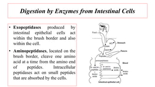 Digestion by Enzymes from Intestinal Cells
• Exopeptidases produced by
intestinal epithelial cells act
within the brush border and also
within the cell.
• Aminopeptidases, located on the
brush border, cleave one amino
acid at a time from the amino end
of peptides. Intracellular
peptidases act on small peptides
that are absorbed by the cells.
 