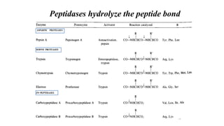 Peptidases hydrolyze the peptide bond
 