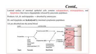 Contd.,
Luminal surface of intestinal epithelial cells contains endopeptidases, aminopeptidases, and
dipeptidases that cleave oligopeptides released by pancreatic peptidases
Products: AA, di- and tripeptides → absorbed by enterocytes
Di- and tripeptides are hydrolyzed by intestinal cytoplasmic peptidases
AA are absorbed into the portal blood
 