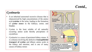 Cystinuria
• Is an inherited autosomal recessive disease that is
characterized by high concentrations of the amino
acid cysteine in the urine, leading to the formation
of cystine stones in the kidneys, ureter, and
bladder.
• Cystine is the least soluble of all naturally
occurring amino acids thereby precipitates or
crystallizes
• Cystinuria is a cause of persistent kidney stones. It
is a disease involving the defective transepithelial
transport of cystine and dibasic amino acids in
the kidney and intestine, and is one of many
causes of kidney stones
Contd.,
 