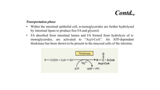 Transportation phase
• Within the intestinal epithelial cell, α-monoglycerides are further hydrolysed
by intestinal lipase to produce free FA and glycerol.
• FA absorbed from intestinal lumen and FA formed from hydrolysis of α-
monoglycerides, are activated to “Acyl-CoA”. An ATP-dependant
thiokinase has been shown to be present in the mucosal cells of the intestine.
Contd.,
 