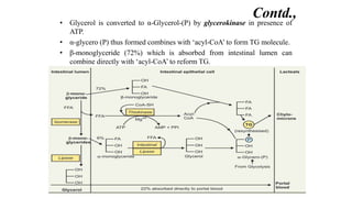 • Glycerol is converted to α-Glycerol-(P) by glycerokinase in presence of
ATP.
• α-glycero (P) thus formed combines with ‘acyl-CoA’ to form TG molecule.
• β-monoglyceride (72%) which is absorbed from intestinal lumen can
combine directly with ‘acyl-CoA’ to reform TG.
Contd.,
 