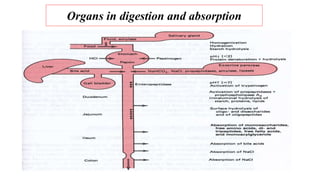 Organs in digestion and absorption
 