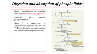 Digestion and absorption of phospholipids
• Dietary phospholipids are absorbed
from intestine without any digestion.
• Pancreatic juice contains
phospholipase A2.
• Some PL is incorporated in
‘chylomicrons’ synthesis and also for
VLDL synthesis in intestinal mucosal
cell and carried in lymphatic vessels
 