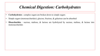 Chemical Digestion: Carbohydrates
• Carbohydrates - complex sugars are broken down to simple sugars
• Simple sugars (monosaccharides): glucose, fructose, & galactose can be absorbed
• Disaccharides : sucrose, maltose, & lactose are hydrolyzed by sucrase, maltase, & lactase into
monosaccharides
 