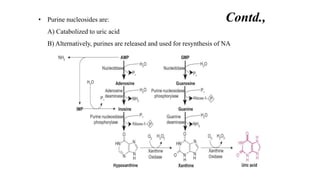 • Purine nucleosides are:
A) Catabolized to uric acid
B) Alternatively, purines are released and used for resynthesis of NA
Contd.,
 